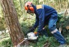 Exmouthtree-felling-services-21.jpg; ?>