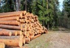 Exmouthtree-felling-services-31.jpg; ?>