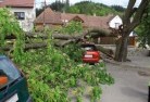 Exmouthtree-felling-services-41.jpg; ?>